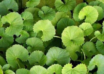 থানকুনি পাতার যত গুণ