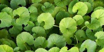 থানকুনি পাতার যত গুণ