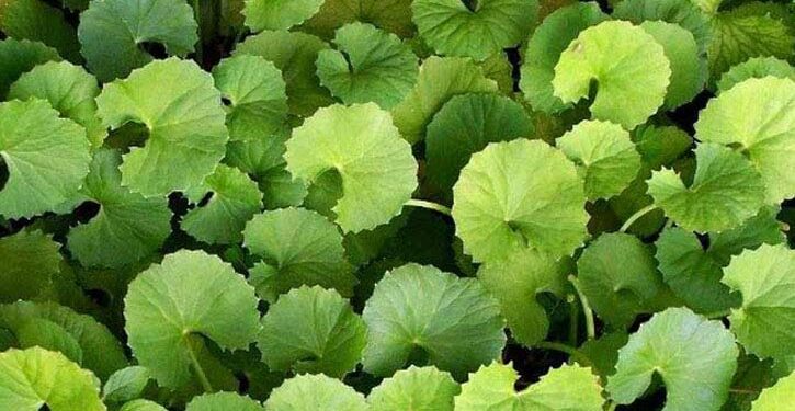 থানকুনি পাতার যত গুণ