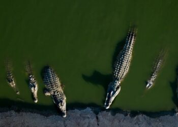 পশ্চিম তীরে ২৬২টি কুমির হত্যা করেছে ইসরায়েলের সেনাবাহিনী
