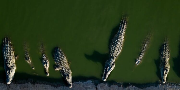 পশ্চিম তীরে ২৬২টি কুমির হত্যা করেছে ইসরায়েলের সেনাবাহিনী