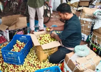 শার্শায় বাড়ছে কুল চাষ