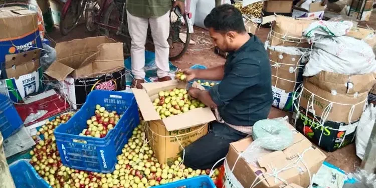 শার্শায় বাড়ছে কুল চাষ